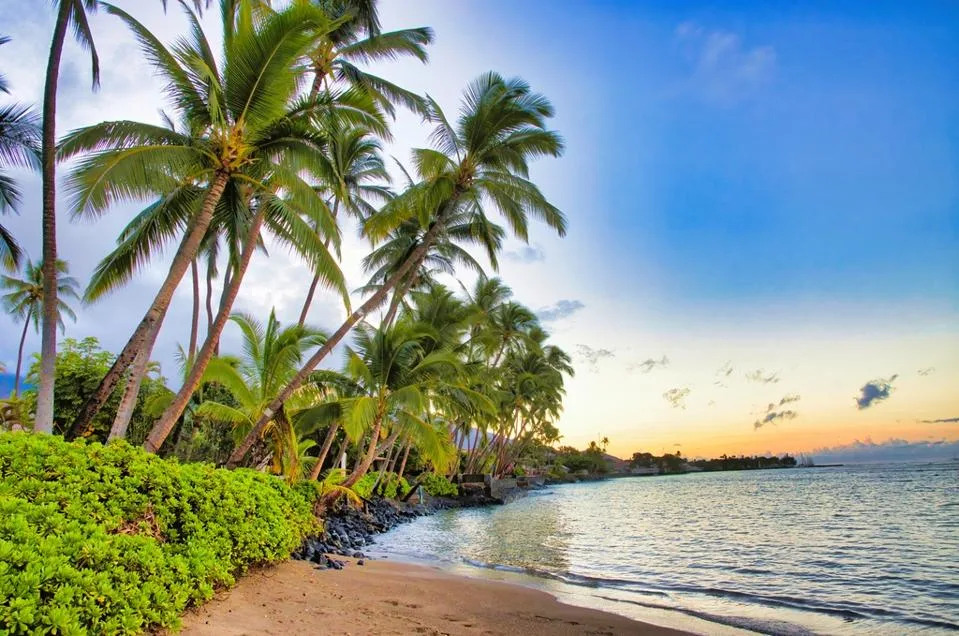 Early morning palm trees on Maui.