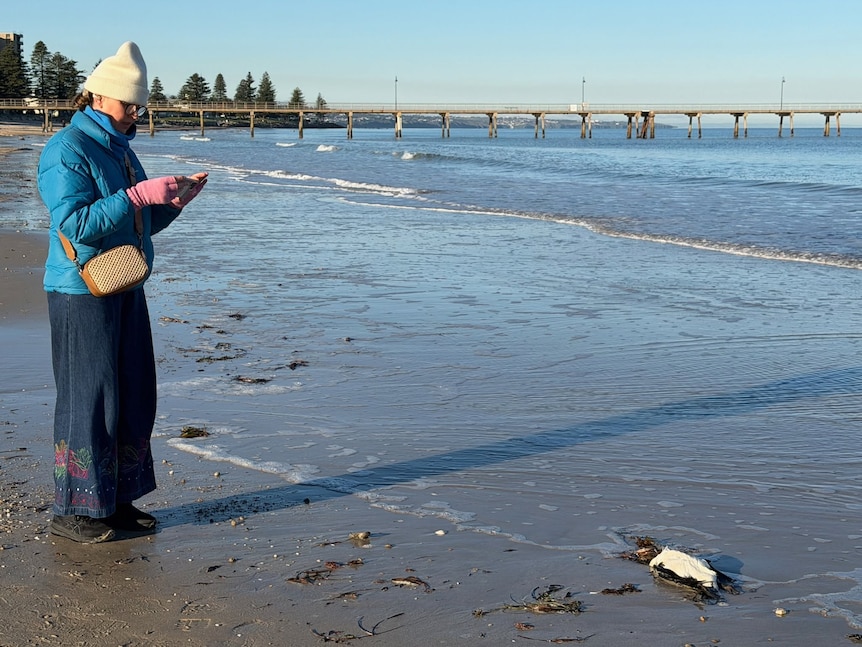 Johanna Williams photographs dead pied cormorant in shallow beach water