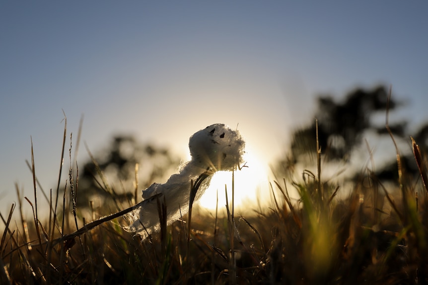 A tuft of cotton nestled on the ground with a sunrise glowing behind under clear skies