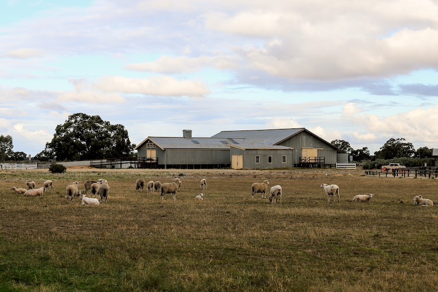 a green paddock with sheep standing, spread out. There is a large shearing shed in the background and some trees.