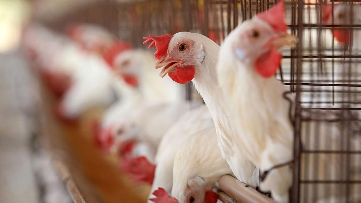 Ukraine’s MHP buys majority stake in poultry producer Nitsiakos