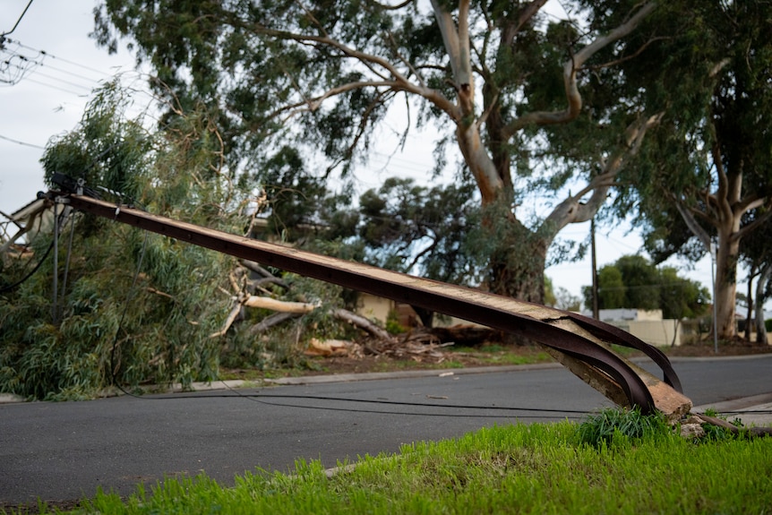A bent power pole across the road, a tree on the other side on the ground and pulled down powerlines