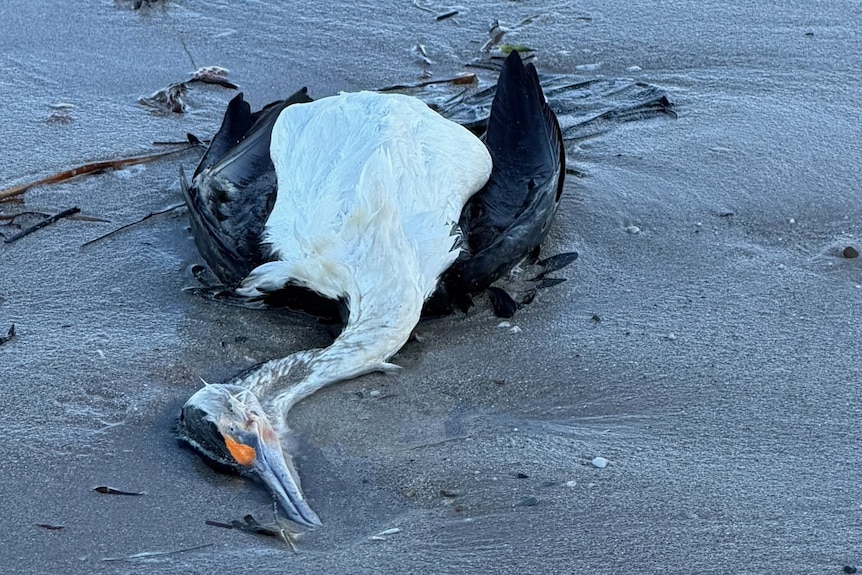 A dead pied cormorant in shallow beach water