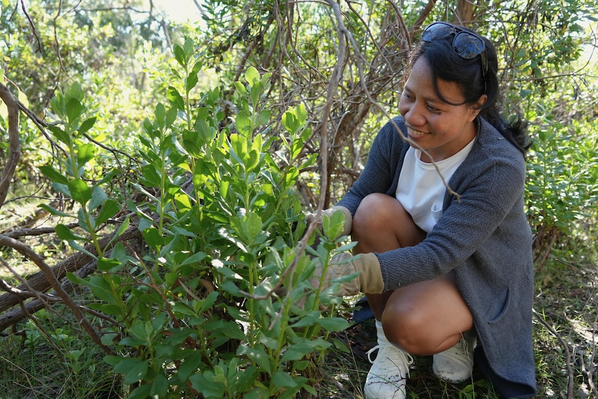 A dark-skinned woman wearing a grey cardigan, white t-shirt and gloves inspects a small green bush.