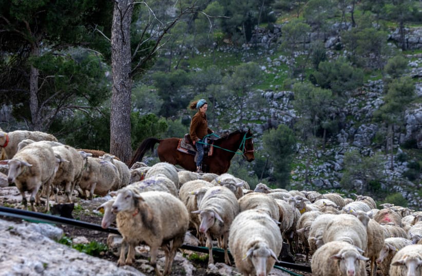 An Israeli woman herds sheep at El Nave Farm settler outpost in the West Bank. A shepherd becomes the eyes and ears of the areas outside the bigger, established communities in the West Bank, the writer notes.