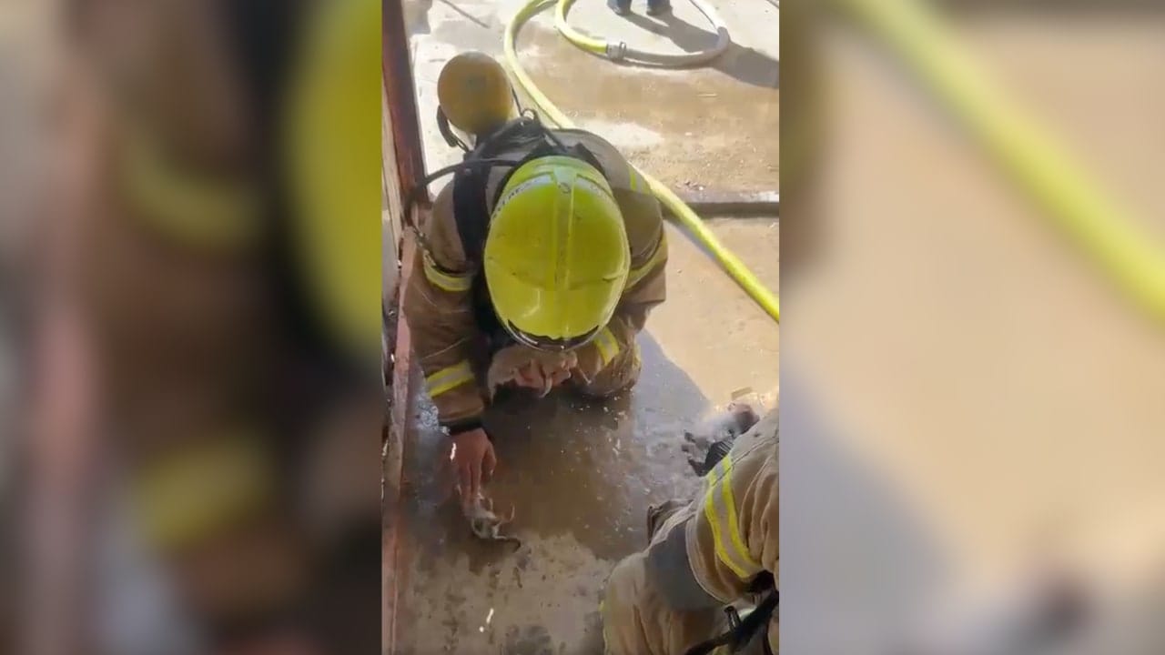 Israel Firefighters work to resuscitate kittens rescued from fire in Negev, June 3, 2026.