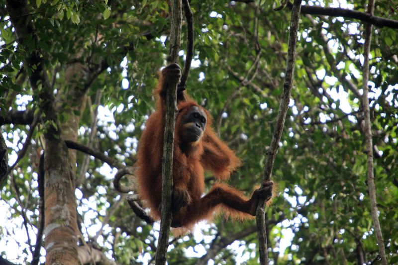 Deadly Indonesia floods wiped out at least 7% of rare orangutan population, report says