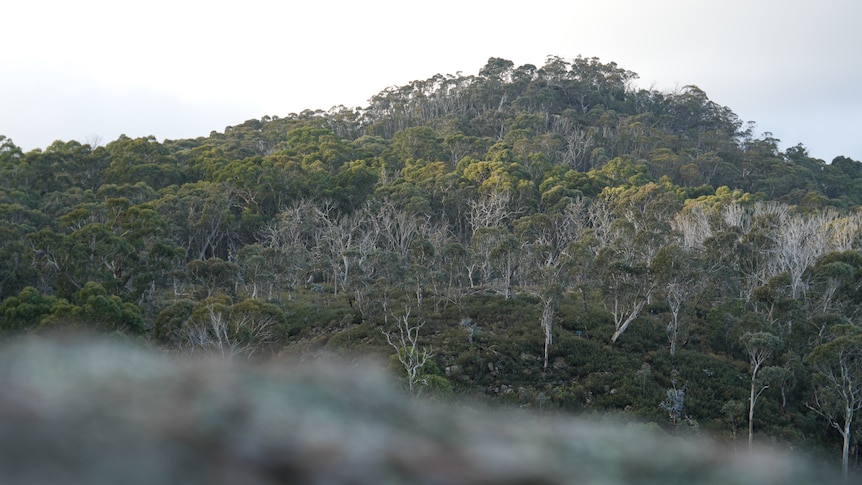 Green overlapping gumtrees with signs in the foreground for bush walking tracks.