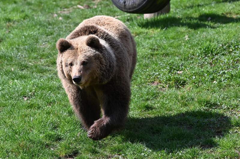 Confused bear wanders through a small town in Latvia