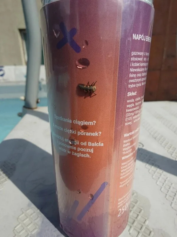 A baby ladybug on a can.