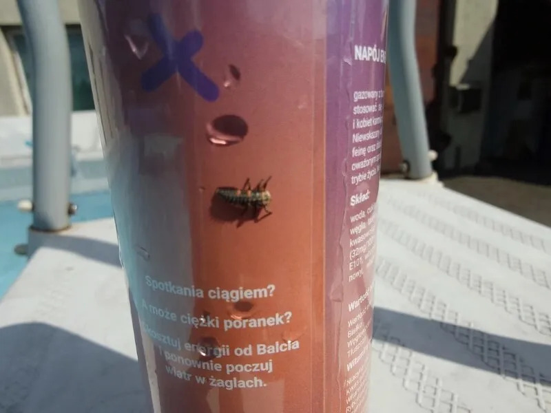 A baby ladybug on a can.