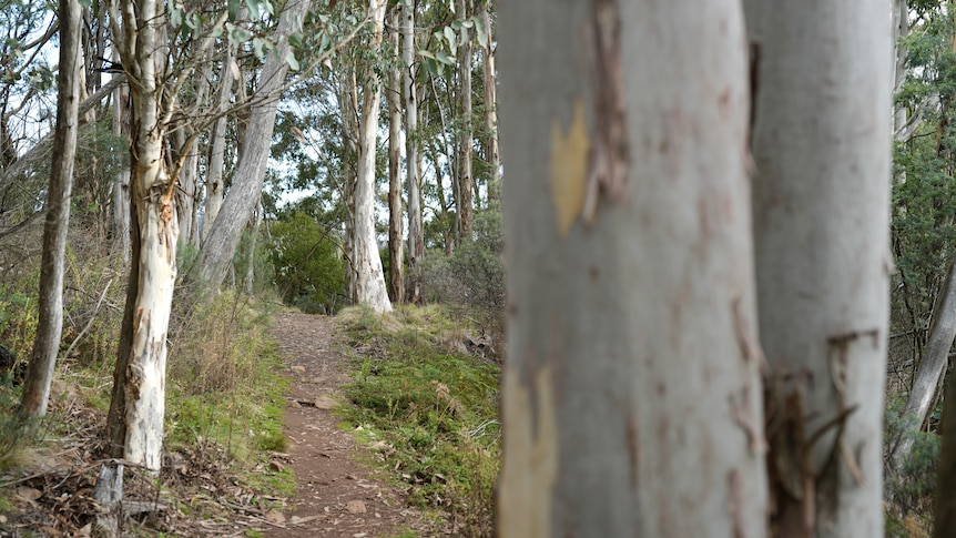 Green overlapping gumtrees with signs in the foreground for bush walking tracks.