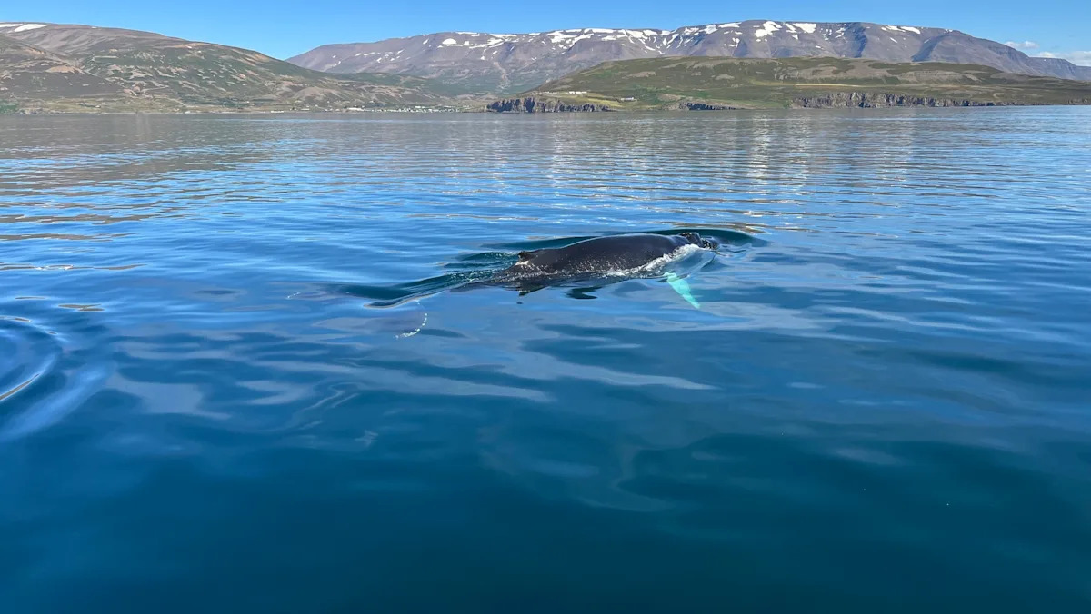Two fin whales are killed off Iceland as commercial whaling returns after a two-year pause