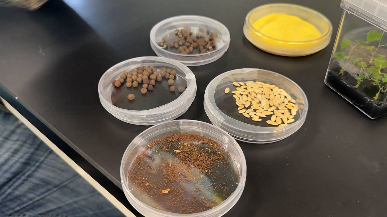 Texas A&M researchers to send grape seeds to space