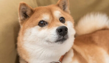 Dogecoin Just Plunged Below a Very Important Level, and It Spells Bad News for Investors