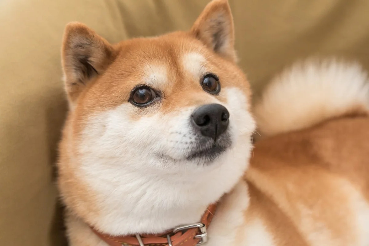 Dogecoin Just Plunged Below a Very Important Level, and It Spells Bad News for Investors