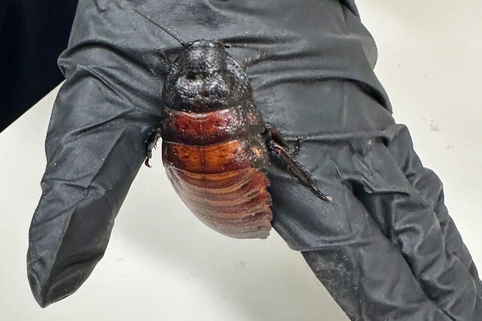 More than 100,000 illegal cockroaches were seized from an Australian breeder