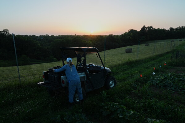 Annie Woods loads a crate of harvested produce into her farm vehicle Wednesday, July 1, 2026, in Brooksville, Ky. (AP Photo/Joshua A. Bickel)