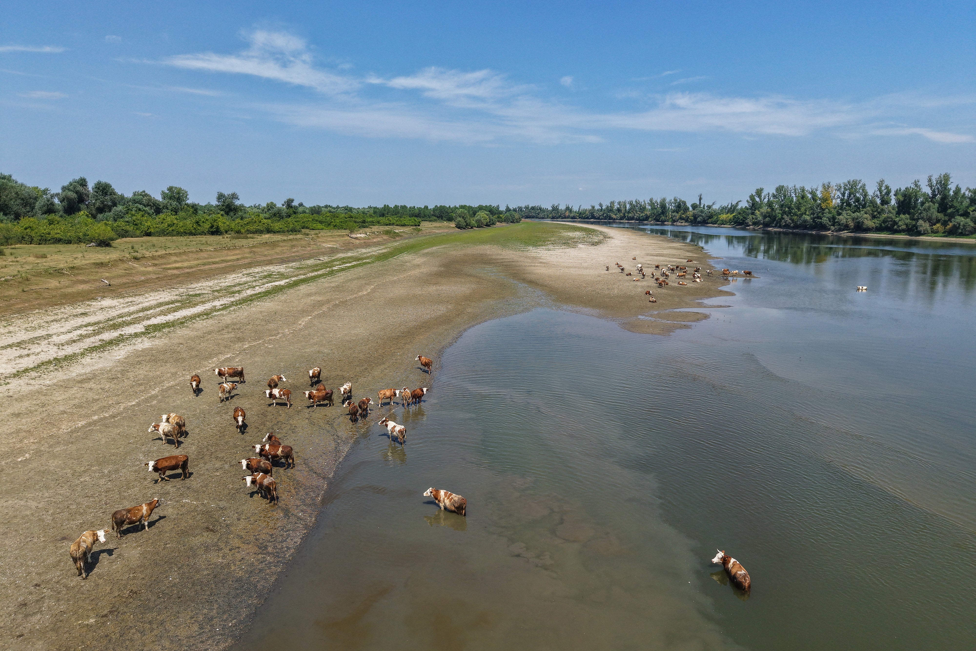 Cattle on the banks of the Danube River near the Serbian town of Backa Palanka