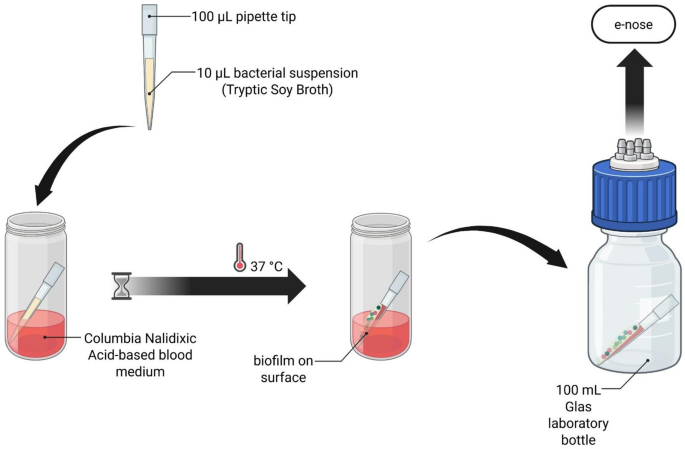 Data-driven exploration of electronic nose technology to differentiate bacteria in blood cultures under biofilm-promoting conditions
