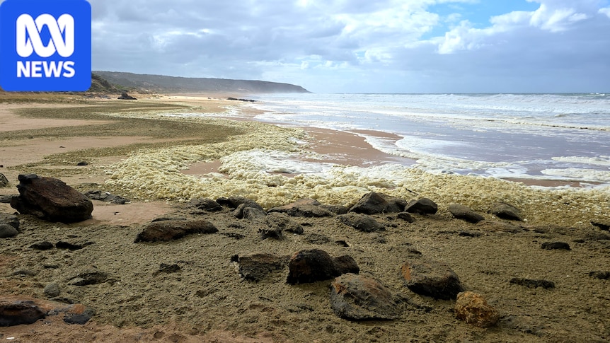 New report reveals what triggered SA's catastrophic algal bloom crisis