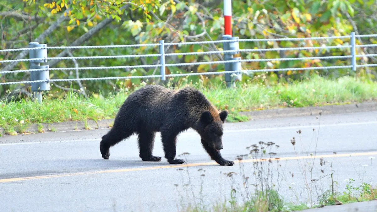 Another suspected fatal bear attack in Japan comes as deaths spike and sightings top 50,000