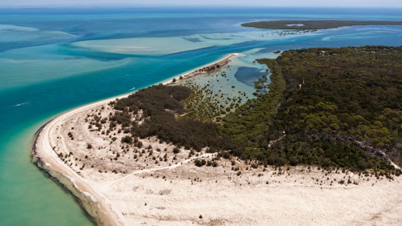 Queensland becomes Australia's fourth state to confirm H5 bird flu case as petrel washes up on Moreton Island