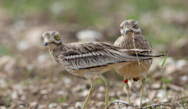RAF Barnham asylum plan could be stalled by birds