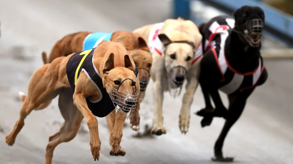 Greyhounds bound for Australia as New Zealand racing ban takes effect - EUROPE SAYS