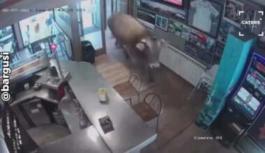 Unusual CCTV Footage Captures Massive Bull Entering a Bar in Spain