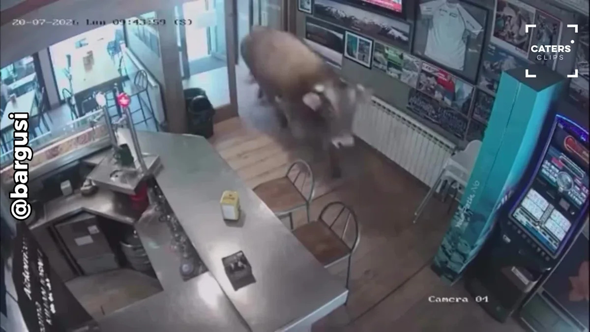 Unusual CCTV Footage Captures Massive Bull Entering a Bar in Spain