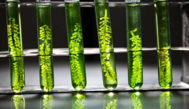 Asia Bets on Biofuels to Dodge Middle East Oil Shortages