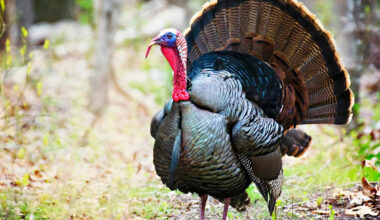 Turkey Crashes a Wedding and Instantly Steals the Show