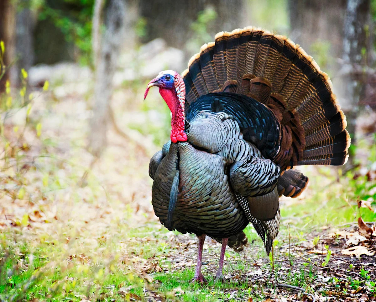 Turkey Crashes a Wedding and Instantly Steals the Show