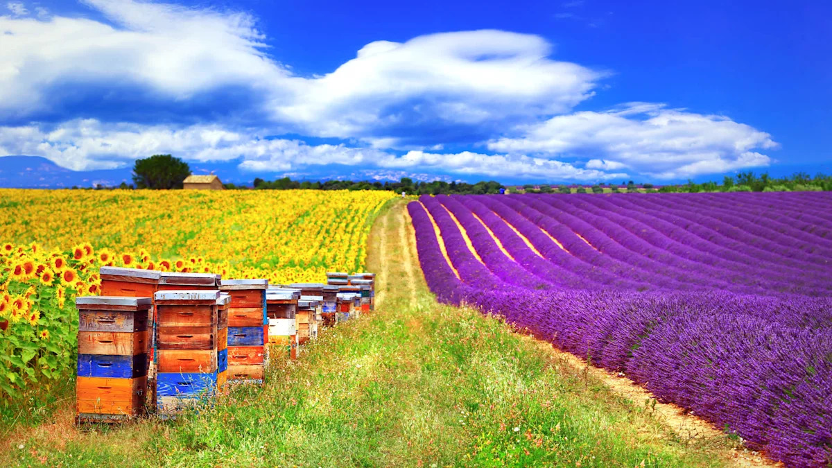 France reauthorizes two bee-poisoning pesticides, and beekeepers erupt in fury