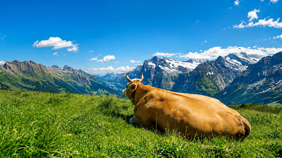 Männlichen Switzerland Mountain Views and Cows