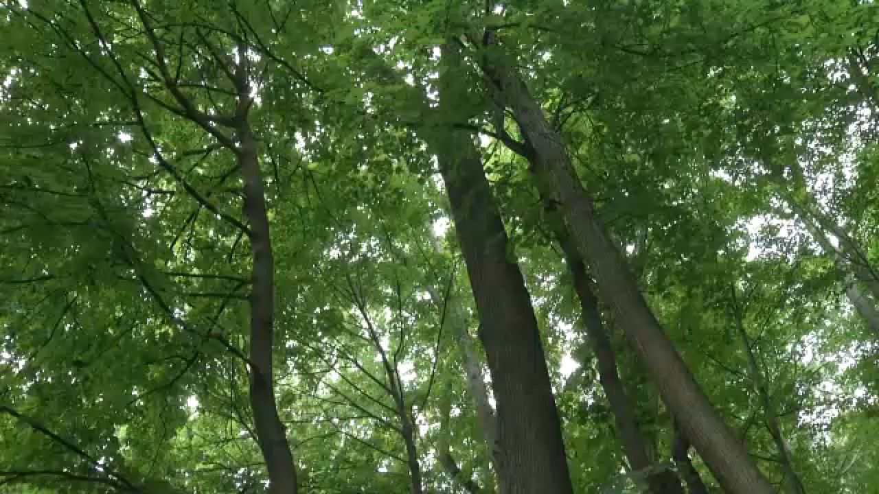 Trees