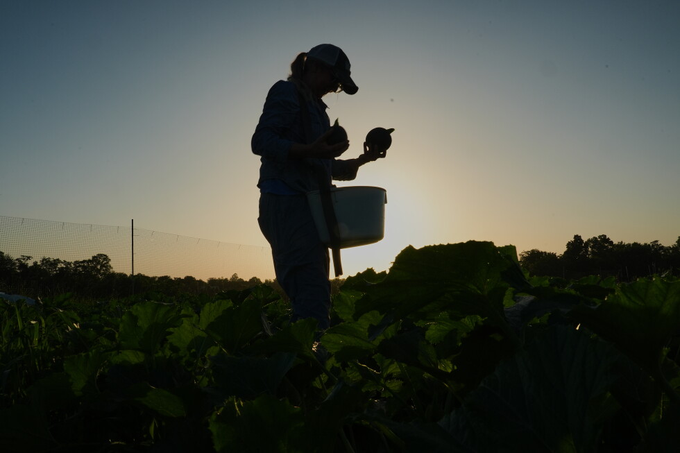 Climate change-driven heat, weather extremes impact specialty crop farmers