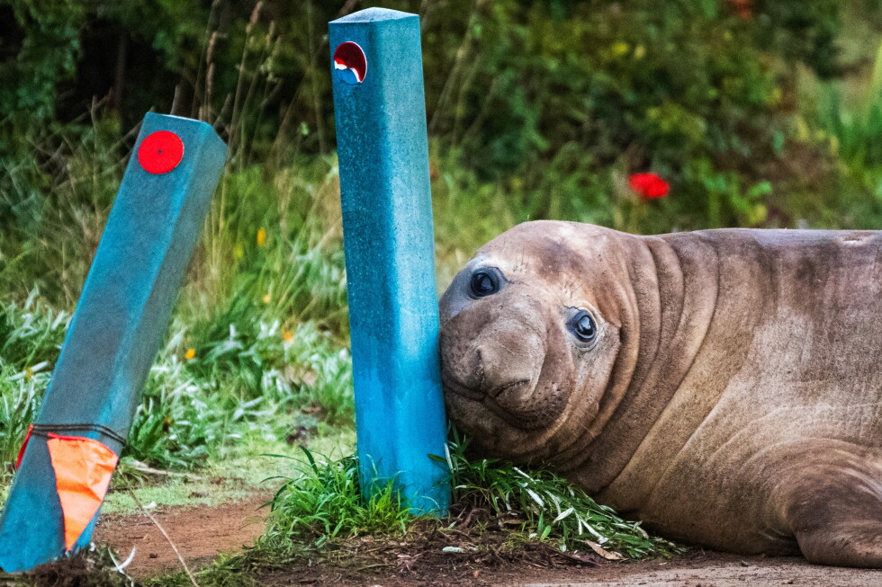 Viral fame could be dangerous for Tasmania's Neil the seal and his fans