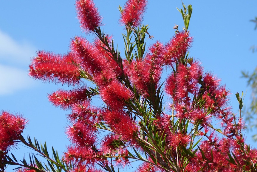 Looking upwards at the flowering red flume brush-like flowers of woody green bottlebrush bush.