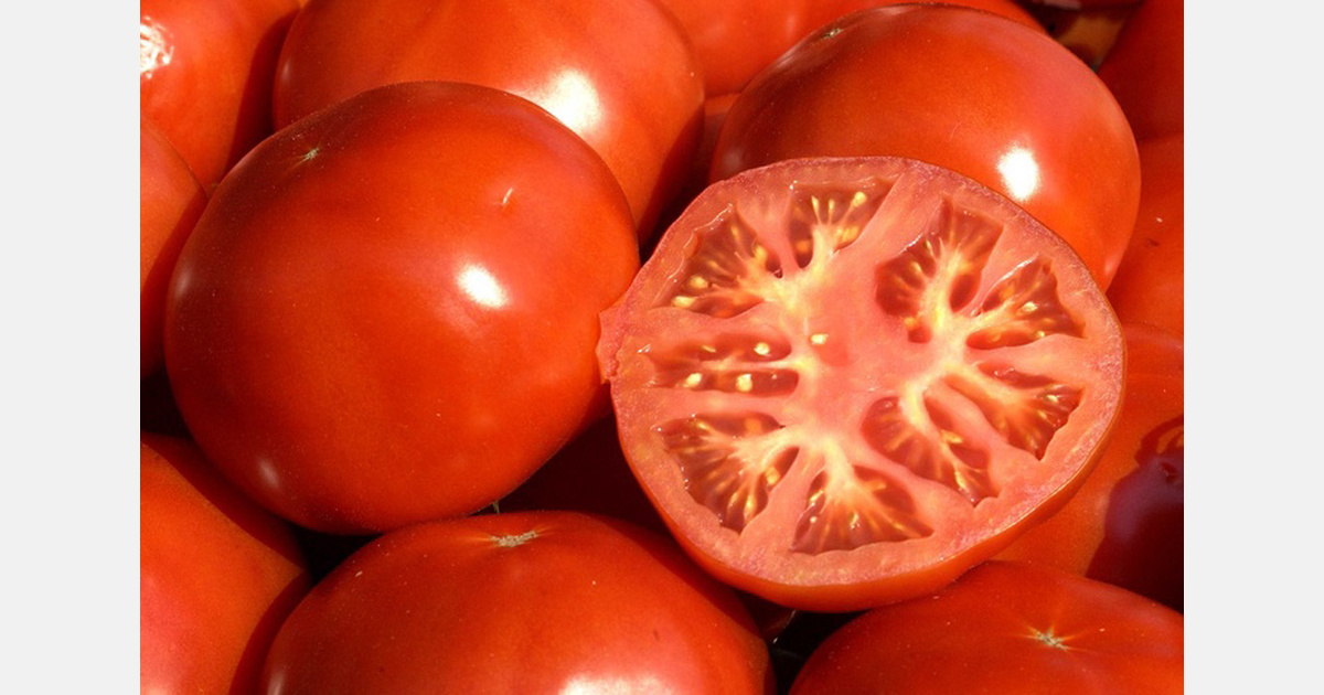 Belgium: Supply of loose tomatoes collapses, price remains high