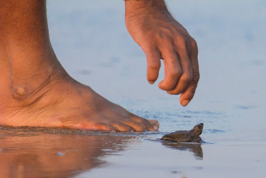 Tiny green turtle moves towards sea next to large human foot and hand pointing at it.