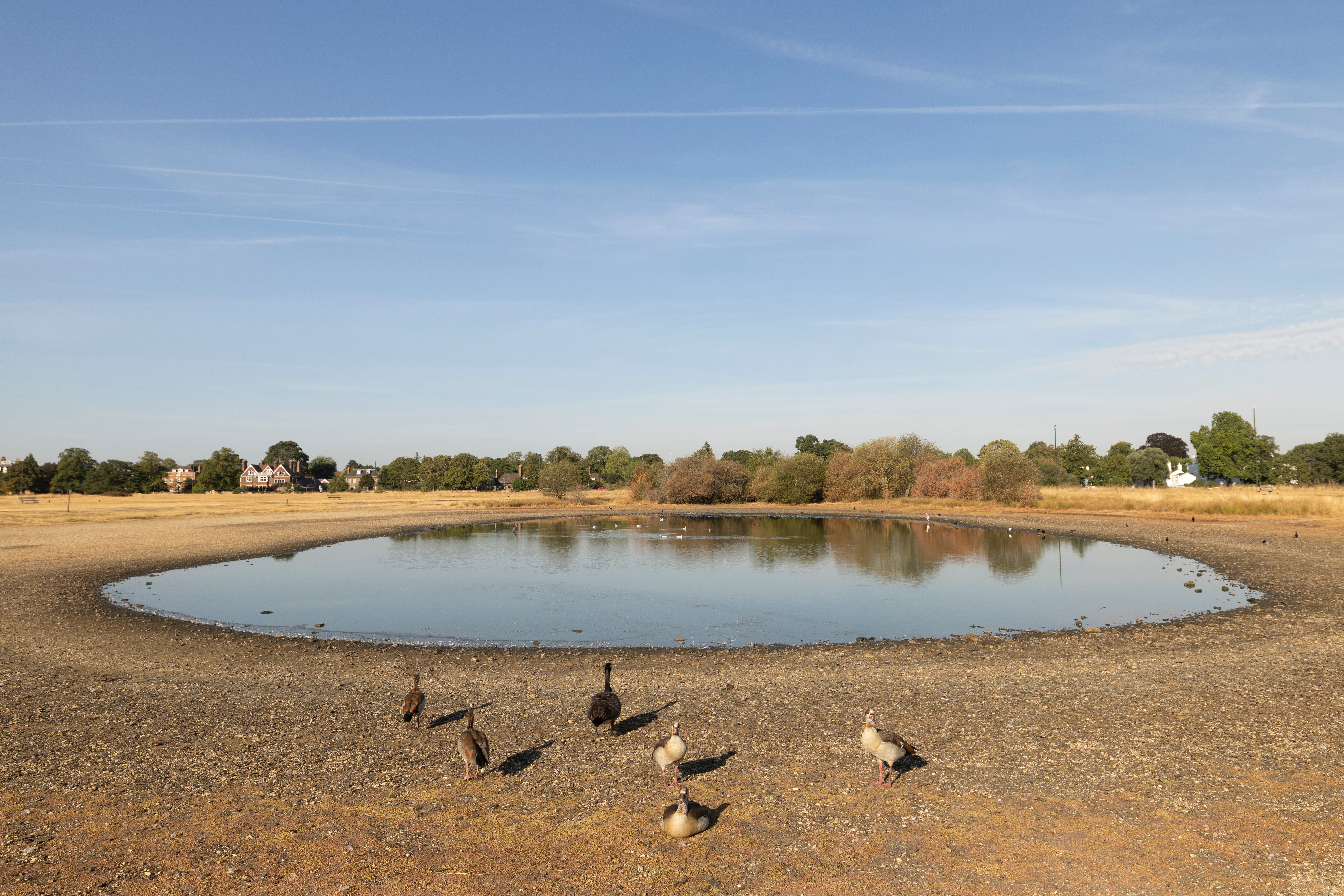 The depleted Rushmere Pond on Wimbledon Common in London
