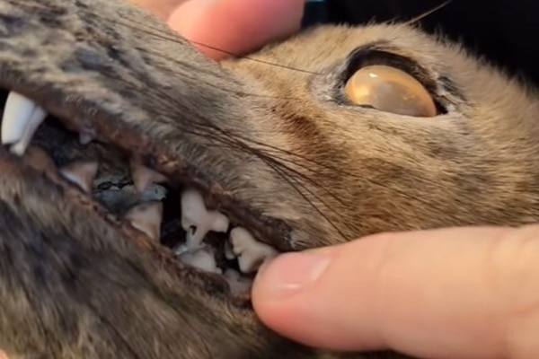 A close up of teeth on a taxidermy animal head that resembles a thylacine, or Tasmanian tiger.