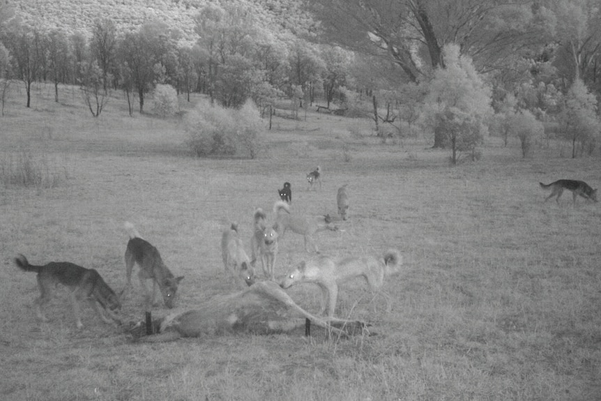A black and white camera trap photo of 10 dingoes in an open field gathering around a cow carcass.