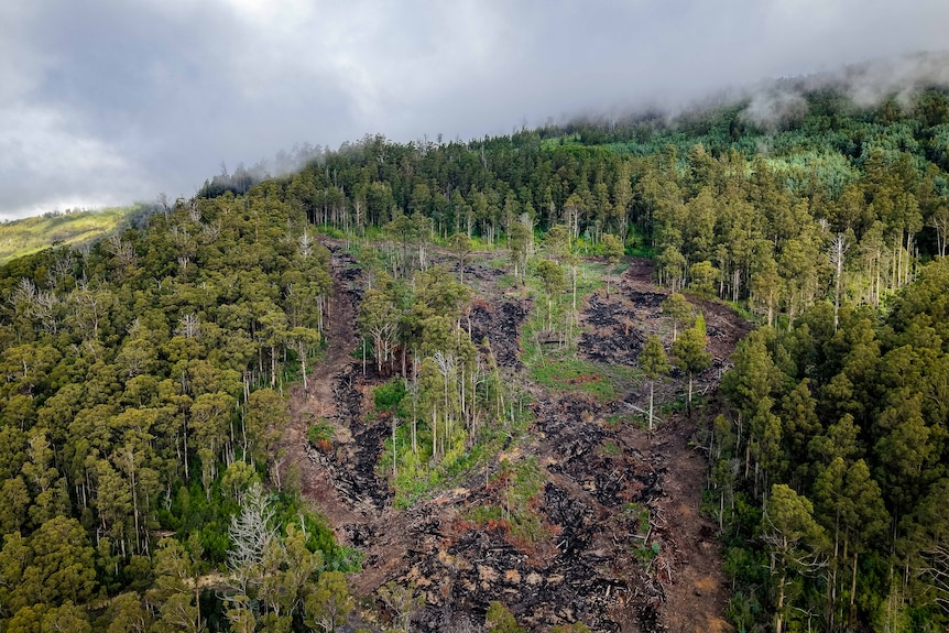 Birds eye view of a forest region that's been logged and burned