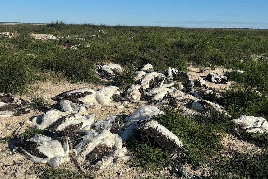 Photo of a pile of dead birds