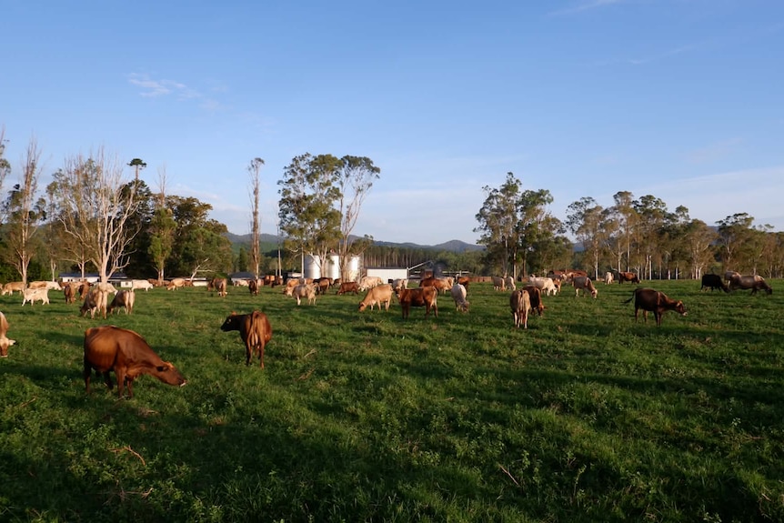 Dairy cows in a paddock with tanks in the distance.