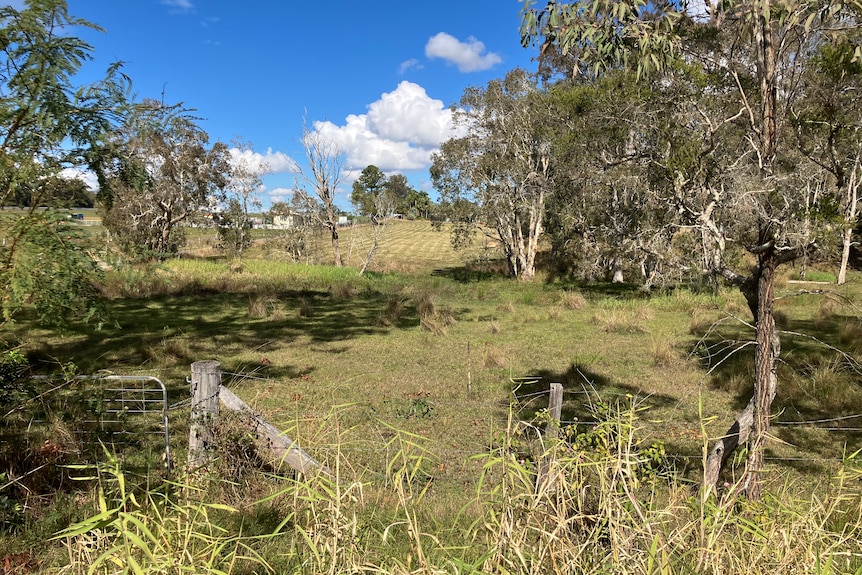 a vacant block of land with some trees