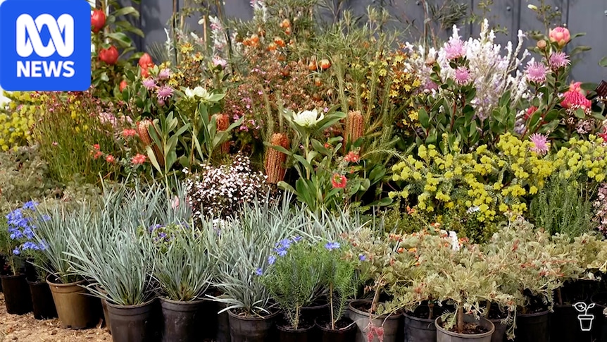 Expert tips on how to help Australia's native plants thrive in your garden